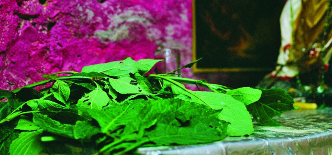 Salvia Divinorum