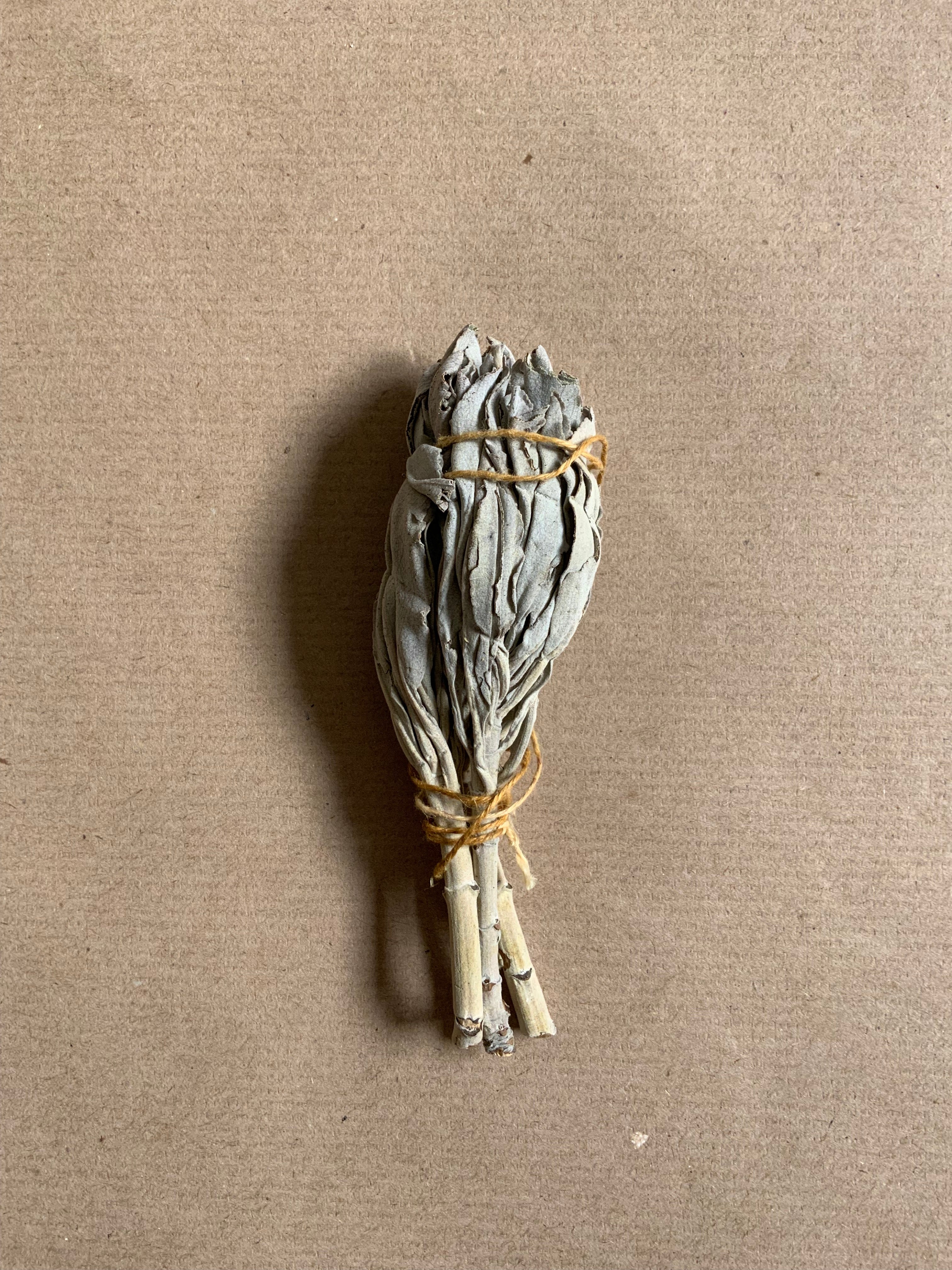 Tocha de Sálvia Branca